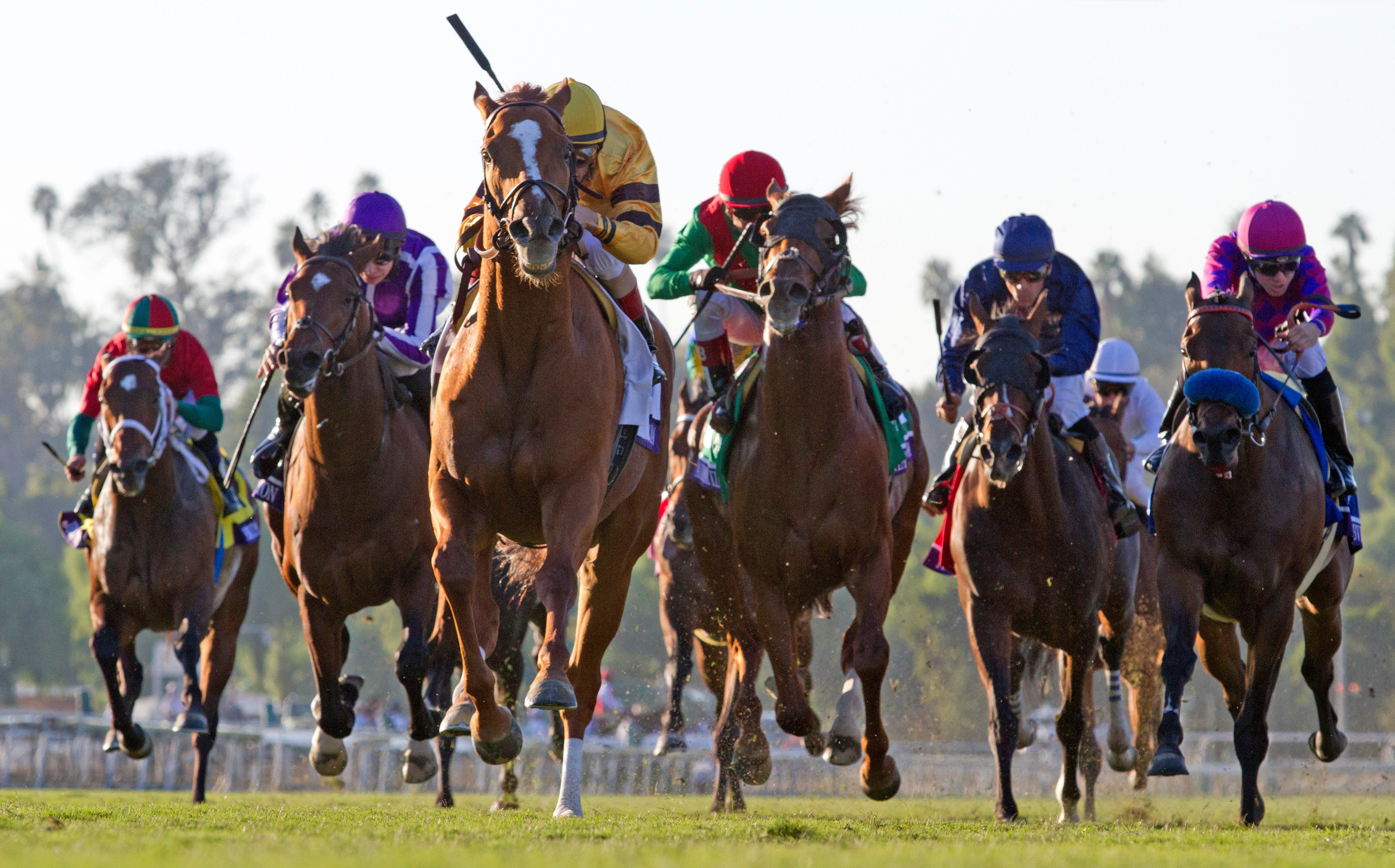 Breeders' Cup Mile Wise Dan sets course record; in Horse of the Year